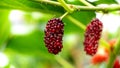 Closeup and selective focus of fresh mulberry fruit Royalty Free Stock Photo