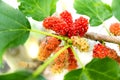 Closeup and selective focus of fresh mulberry fruit Royalty Free Stock Photo