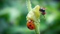 closeup selective focus Ladybugs and black ants cling to the tops of young leaves in the grass looking for food. Live together, Royalty Free Stock Photo