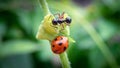 closeup selective focus Ladybugs and black ants cling to the tops of young leaves in the grass looking for food. Live together, Royalty Free Stock Photo