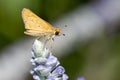 Closeup selective focus of a lepidoptera on a lavender Royalty Free Stock Photo