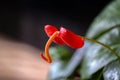 Closeup selective focus shot of an anthurium Royalty Free Stock Photo