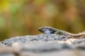 Closeup and selective focus shot of an Atlantic lizard on a rock Royalty Free Stock Photo