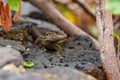 Closeup and selective focus shot of an Atlantic lizard on a rock Royalty Free Stock Photo