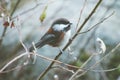 Closeup selective focus shot of a beautiful Carolina chickadee standing on a tree branch Royalty Free Stock Photo