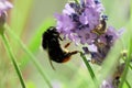 Closeup selective focus shot of a bee on a lavender flower with a green background Royalty Free Stock Photo