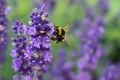 Closeup selective focus shot of a bee on a lavender flower with greenery on the background Royalty Free Stock Photo