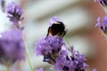 Closeup selective focus shot of a bee on lavender on a natural background Royalty Free Stock Photo