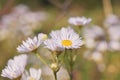 Closeup selective focus shot of blooming purple common daisies Royalty Free Stock Photo