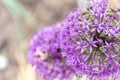 Closeup selective focus shot of blooming Star of Persia flowers Royalty Free Stock Photo