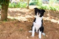 Closeup selective focus shot of a border collie puppy under a tree in a park