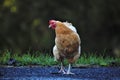 closeup selective focus shot of brown hen on rural street on blurry background of green grass Royalty Free Stock Photo