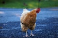 closeup selective focus shot of brown hen on rural street on blurry background of green grass Royalty Free Stock Photo