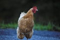 closeup selective focus shot of brown hen on rural street on blurry background of green grass Royalty Free Stock Photo