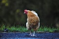 Closeup selective focus shot of brown hen on rural street on blurry background of green grass Royalty Free Stock Photo