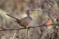 Closeup selective focus shot of a brown wrentit bird perched on a tree branch Royalty Free Stock Photo