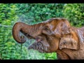 Closeup selective focus shot of a cute elephant drinking water with a happy facial expression