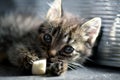Closeup selective focus shot of a cute kitten with a sad facial expression Royalty Free Stock Photo