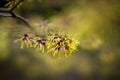 Closeup and selective focus shot of flowering Hamamelis intermedia or hybrid witch hazel