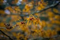 Closeup and selective focus shot of flowering Hamamelis intermedia or hybrid witch hazel