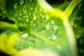 Closeup selective focus shot of a hosta plant leaf covered in dew droplets. Royalty Free Stock Photo