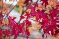 Closeup selective focus shot of marvelous autumn leaves in the middle of the garden Royalty Free Stock Photo