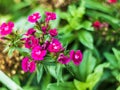 Closeup selective focus shot of pink Gilliflower in the middle of a garden