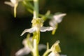 Closeup selective focus shot of the Platanthera Bifolia flowering plant