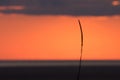 Closeup selective focus shot of a single wheat spike on an orange background Royalty Free Stock Photo