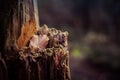 Closeup selective focus shot of a tree with orange autumn leaves in the middle of a forest Royalty Free Stock Photo