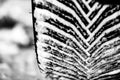 Closeup selective focus on snow packed in an all-weather tire tread. Royalty Free Stock Photo