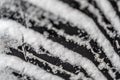 Closeup selective focus on snow packed in an all-weather tire tread. Royalty Free Stock Photo