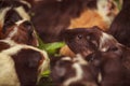 Closeup, selective focus on white, red brown guinea pigs eating morning green glory vegetable pet food. The domestic guinea pig Royalty Free Stock Photo