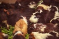 Closeup, selective focus on white, red brown guinea pigs eating morning green glory vegetable pet food. The domestic guinea pig Royalty Free Stock Photo