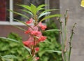 A Closeup selective Picture of Orange colored Impatiens Balsamina Flowers in a Garden in India Royalty Free Stock Photo