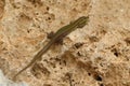 Closeup selective shot of a green Maltese wall lizard sitting on a rock under the sunlight in Malta Royalty Free Stock Photo