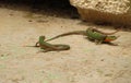 Closeup selective shot of two Maltese wall lizards fighting  under the sunlight in Malta Royalty Free Stock Photo