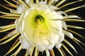 Selinicereus Peteranthus, Moonlight Cactus Flower Closeup, Isolated On Black