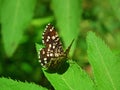 Semiothisa clathrata , The latticed heath moth Royalty Free Stock Photo