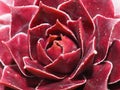 Closeup of a Sempervivum succulent plant, Red Beauty Royalty Free Stock Photo