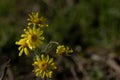 Closeup of Senecio inaequidens, known as narrow-leaved ragwort.