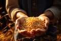 Closeup of senior farmer hands holding pile of rice grains. Generative AI Royalty Free Stock Photo