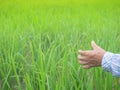 Closeup senior farmerÃ¢â¬â¢s hand in green young rice field with copy-space. agriculture or organic environment concept. refreshing