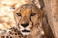 Closeup of senior female cheetah staring with lazy expression and mouth slightly open