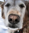 Senior Golden Retriever`s muzzle close up with a touch of snow