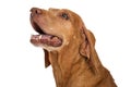 Closeup Senior Large Breed Dog Royalty Free Stock Photo