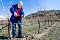 Senior male pruning grape vines Royalty Free Stock Photo