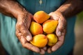 Closeup of senior man holding fresh mango fruits in his hands