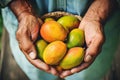 Closeup of senior man holding fresh mango fruits in his hands