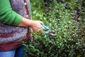 Closeup senior trimming hedge.